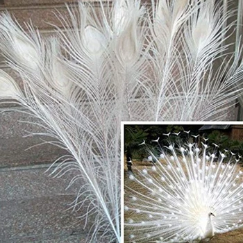 50 TK/Looduslik Valge Paabulinnu Suled Silma, 10 ja 12 Tolli Peacock Feather Pulm Teenetemärgi