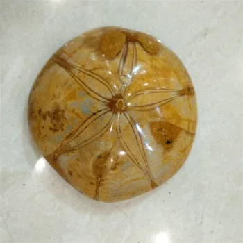 1tk Loomulik Kivistunud merisiilik crystal Kivistunud Liiva merisiilik Kivi