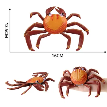 Simulatsioon ookeani loomade mudel mänguasjad Sally krabi Tegevus arvandmed akvaariumi Kujukeste laste haridus mänguasja kaunistamiseks kogumine