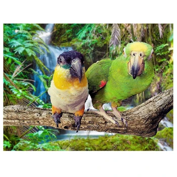 Täielik Ruut, ring DIY Diamond Maali loomade papagoid Diamond Tikandid Diamond Mosaiik ristpistes 5D Näputöö Home Decor