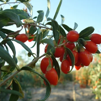 Hiina Hiina Taralõng, Harilik Taralõng Kuivatatud Orgaaniline Goji Berry Puhas Looduslik Punane Goji