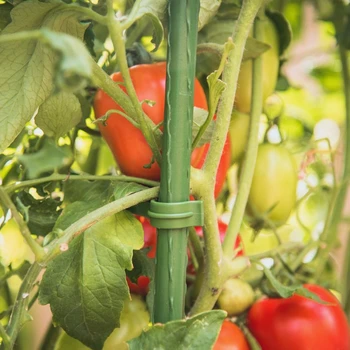 12tk Aed Panused Arms Tomat Puuri 10-14 Cm Laiendatav Pottidesse Raam, Pistikud Ronida Taim Köögiviljad
