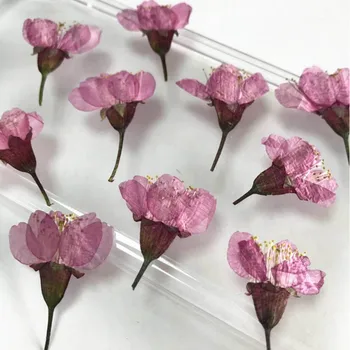 60pcs 3-5cm Pressitud Kuivatatud Sakura Lilled Taimede Herbaarium Jaoks Epoksüvaik Ehted Postkaardi Foto Raami Küünal Käsitöö&Art DIY