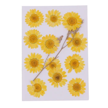 12 Pressitud Kuivatatud Lill, Kuiv Chrysanthemum DIY Käsitöö Järjehoidja Kaardi Tegemine
