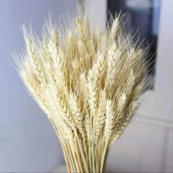 100tk Kuivatatud Wheats Hunnik Sümboliseerivad Heaolu Uus Elu elutuba Aed Pulmad Hotel Teenetemärgi S7