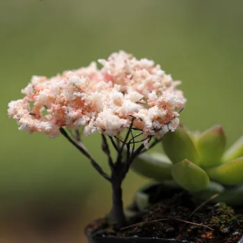 Mikro-Maastiku Bonsai Taime Mini Puu Terrarium Kujukeste Aed Kääbus Vaik Käsitöö Kodu Aia Kaunistamiseks