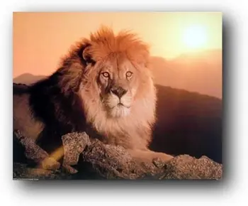 Lion King Päikeseloojangul Aafrika Wildlife Loomade Wall Decor Kunst Prindi Plakat