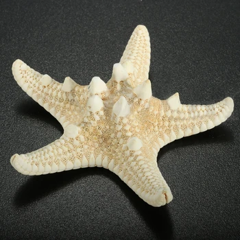 12 x Valge Kyhmyinen Meritäht 5cm -7cm Sea Star Shell Beach Pulmad Ekraan Käsitöö Decor