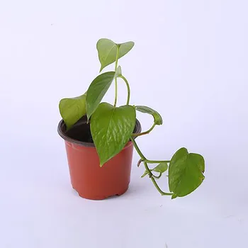 Rohelise Aia Pehme Äraveo Seemikute Pot Plastikust Kahe Värvi Väikest Lillepotti