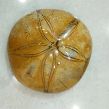 1tk Loomulik Kivistunud merisiilik crystal Kivistunud Liiva merisiilik Kivi
