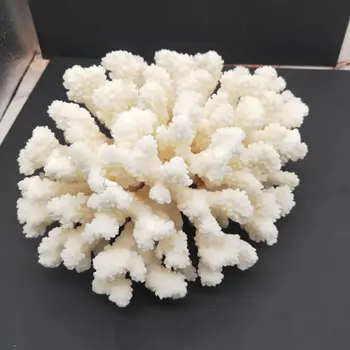 Looduslik Valge Korall Fossiilsete Klastri Quartz Crystal Reef Isend Healing Home Decor Kingitus