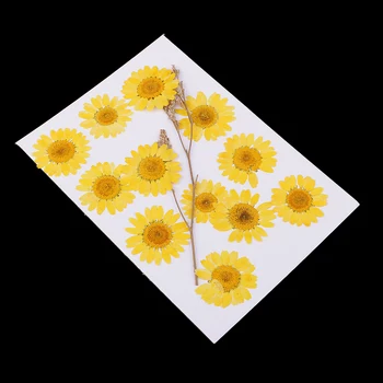 12 Pressitud Kuivatatud Lill, Kuiv Chrysanthemum DIY Käsitöö Järjehoidja Kaardi Tegemine