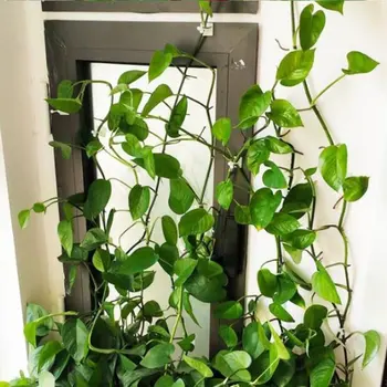 Taime ronida seina kinniti taim kinnitatud pandla rohelist tilli ronida seina artefakt viinapuu roheline taim sise-isekleepuv konks