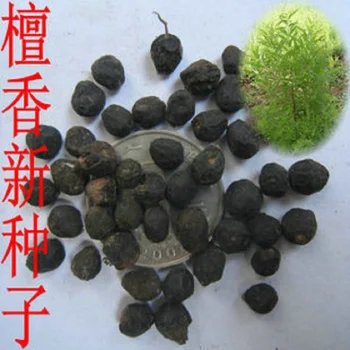 500pc Tan xiang Kõrge idanevus, valge sandlipuu seemned, istutamiseks