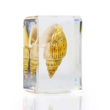 Conch Shell Isend Crystal Epoksü Shell Kogumise Käsitöö Kirjapressi Center Mere Õpetamise Vahendid Siseministeeriumi Teenetemärgid